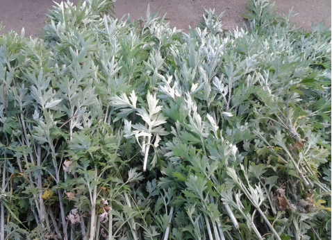 華展貓先生，端午節(jié)，垃圾分類